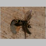 Symmorphus bifasciatus - Lehmwespe 05.jpg